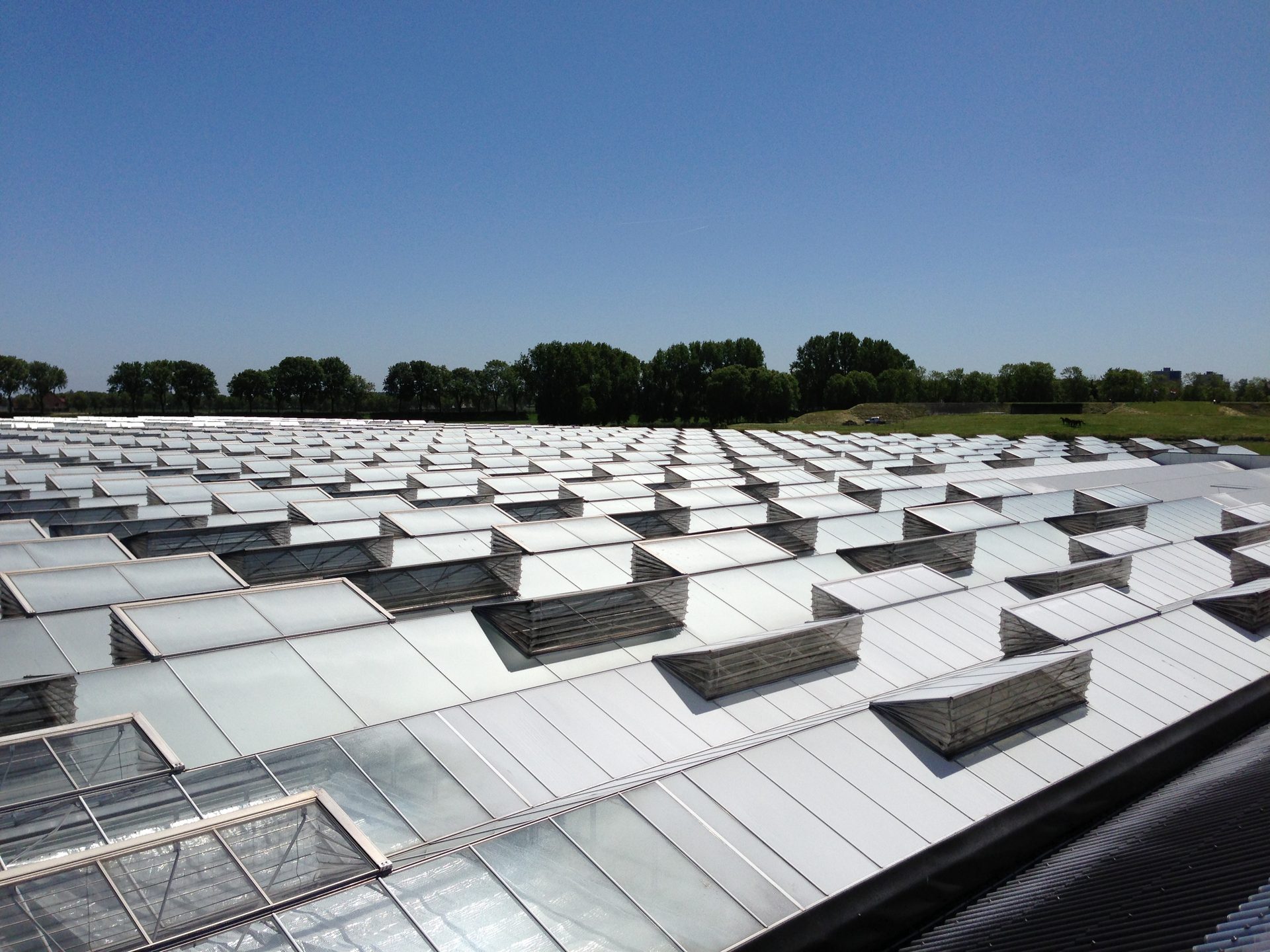 Greenhouse roof with climate-controlled ventilation at Bakker Seed Productions