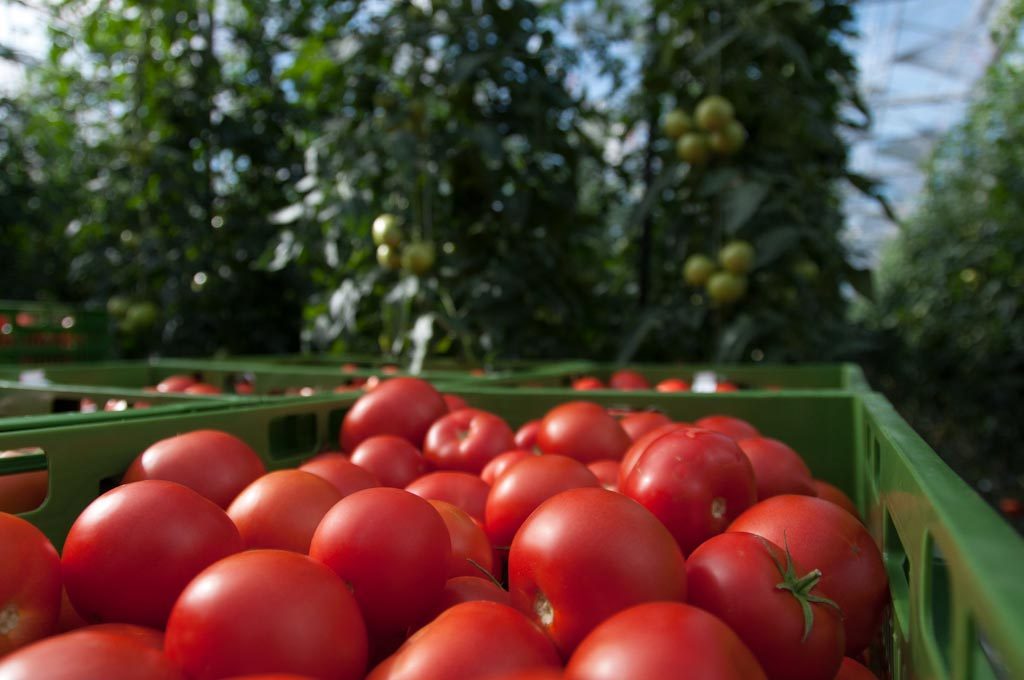 Fresh harvested tomatoes in crates at Bakker Seed Productions