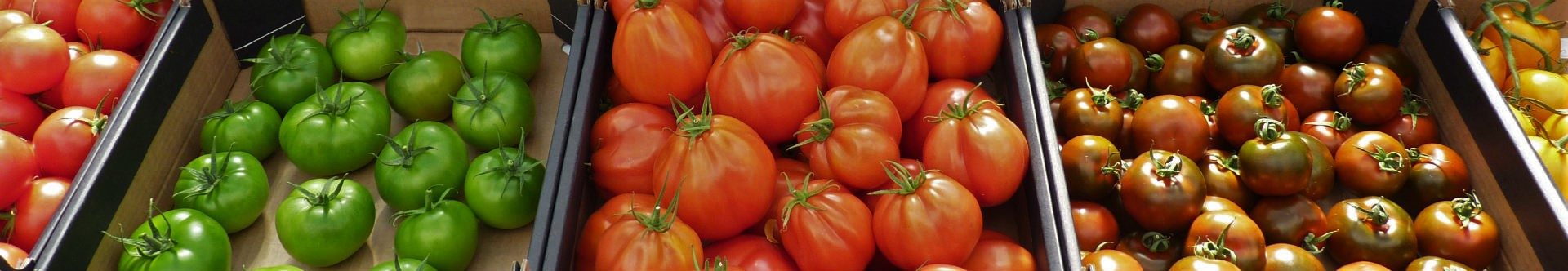Various tomato varieties grown at Bakker Seed Productions